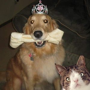 Meet your Posher, Shelly